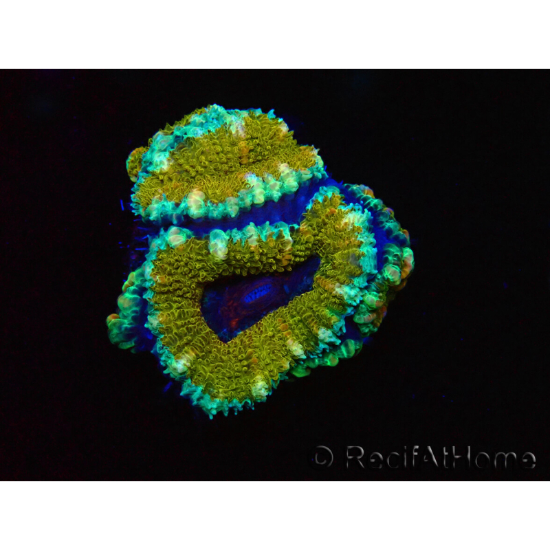 WYSIWYG Micromussa lordhowensis (ex Acanthastrea) 6D6