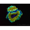 WYSIWYG Micromussa lordhowensis (ehemals Acanthastrea) 6D6