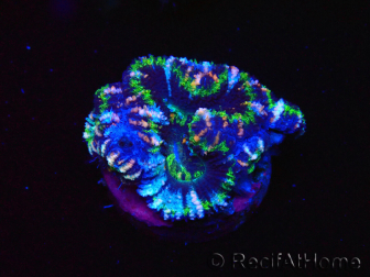 WYSIWYG Micromussa lordhowensis (ehemals Acanthastrea) 6D7