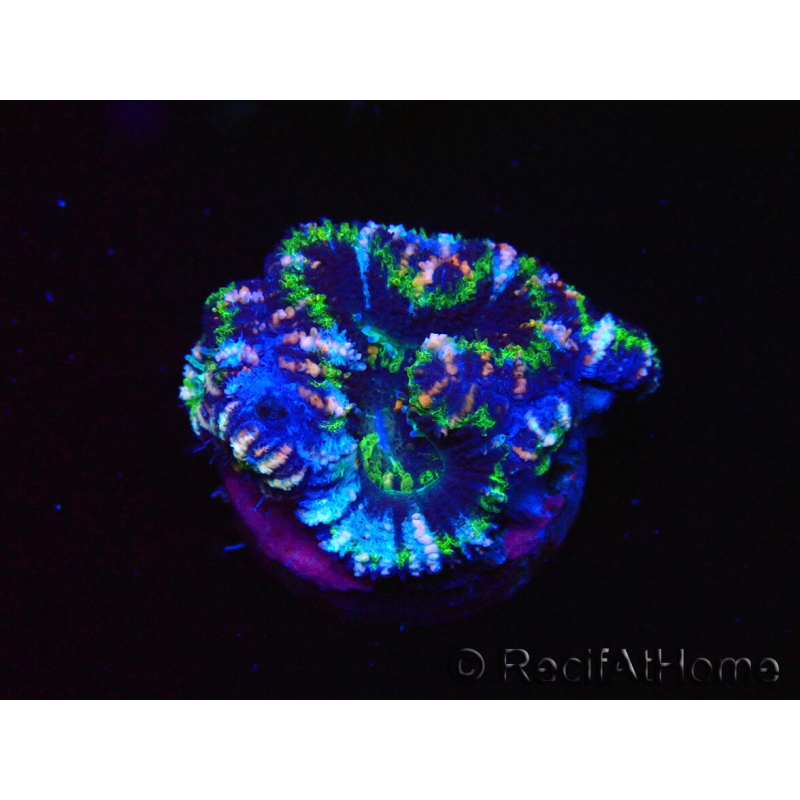 WYSIWYG Micromussa lordhowensis (formerly Acanthastrea) 6D7