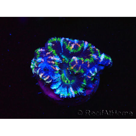 WYSIWYG Micromussa lordhowensis (antes Acanthastrea) 6D7