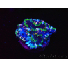 WYSIWYG Micromussa lordhowensis (ex Acanthastrea) 6D7