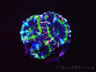 WYSIWYG Micromussa lordhowensis (ex Acanthastrea) 6D8