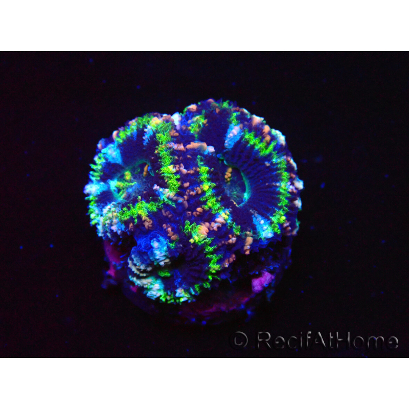 WYSIWYG Micromussa lordhowensis (ex Acanthastrea) 6D8