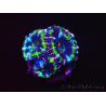 WYSIWYG Micromussa lordhowensis (ex Acanthastrea) 6D8