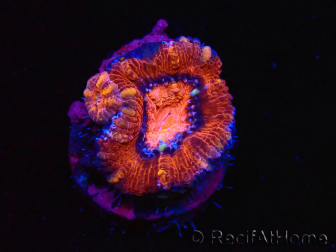 WYSIWYG Micromussa lordhowensis (ex Acanthastrea) 6E1