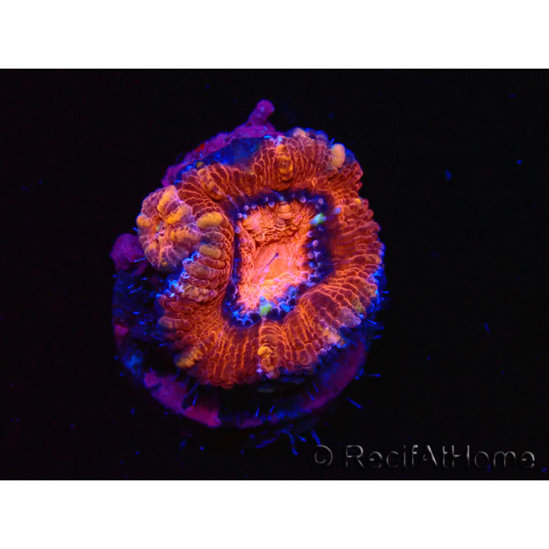 WYSIWYG Micromussa lordhowensis (formerly Acanthastrea) 6E1