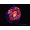 WYSIWYG Micromussa lordhowensis (anteriormente Acanthastrea) 6E1