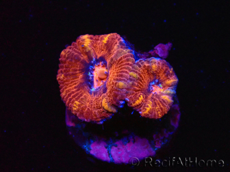 WYSIWYG Micromussa lordhowensis (ehemals Acanthastrea) 6E2