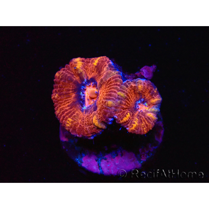 WYSIWYG Micromussa lordhowensis (ex Acanthastrea) 6E2