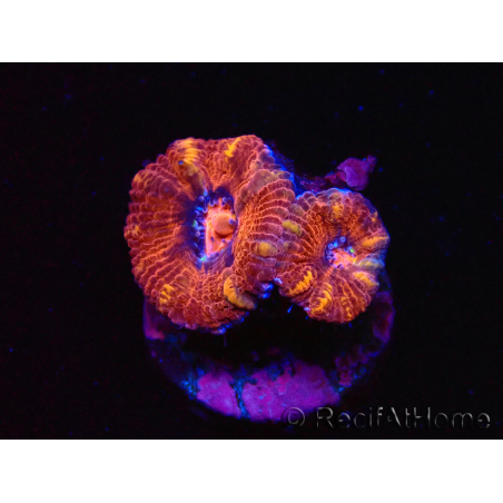 WYSIWYG Micromussa lordhowensis (ex Acanthastrea) 6E2