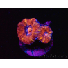 WYSIWYG Micromussa lordhowensis (ex Acanthastrea) 6E2