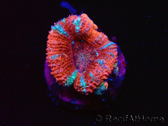 WYSIWYG Micromussa lordhowensis (formerly Acanthastrea) 6E3