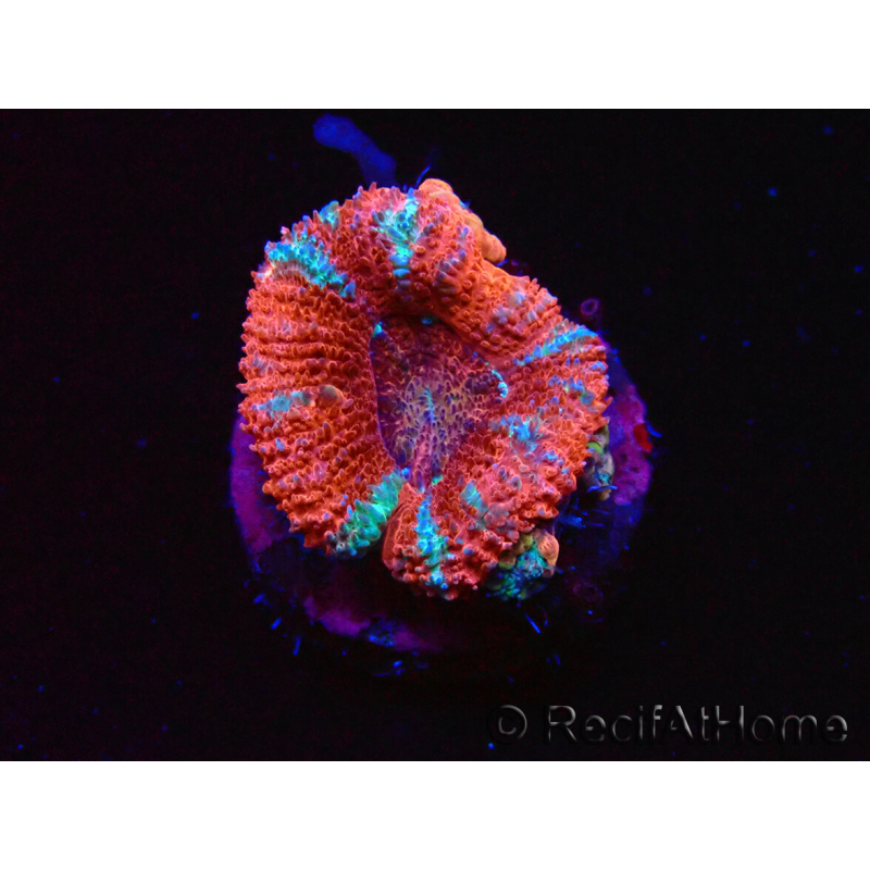 WYSIWYG Micromussa lordhowensis (ex Acanthastrea) 6E3