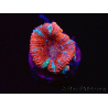 WYSIWYG Micromussa lordhowensis (ex Acanthastrea) 6E3