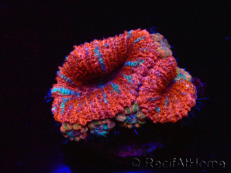 WYSIWYG Micromussa lordhowensis (formerly Acanthastrea) 6E4