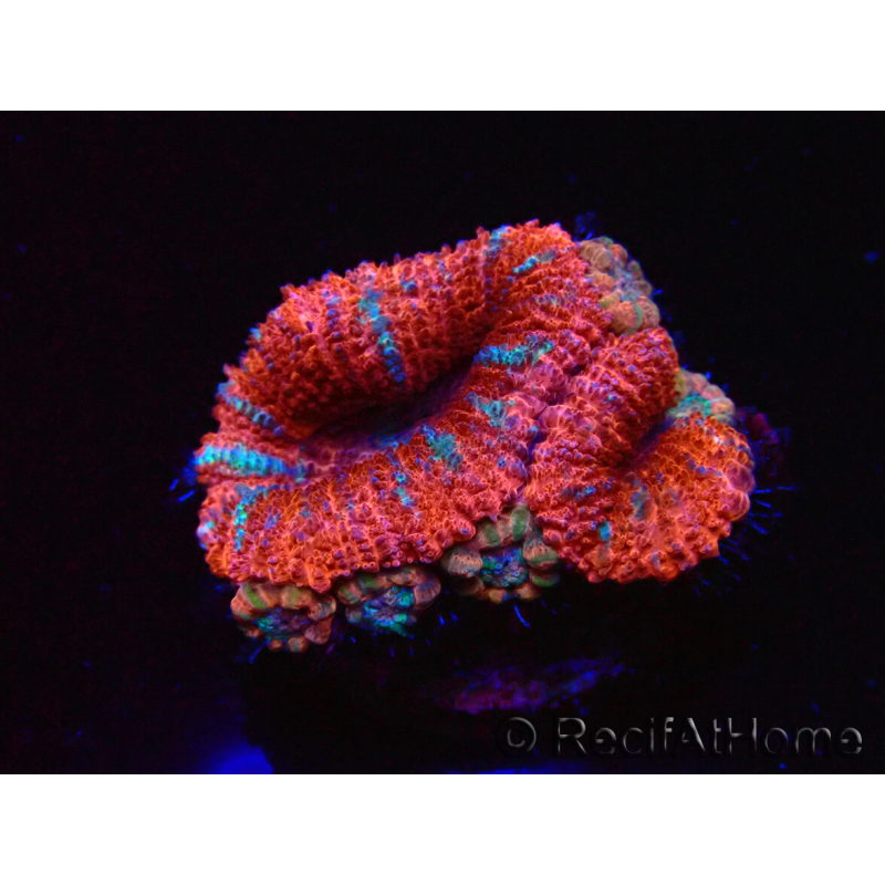 WYSIWYG Micromussa lordhowensis (ex Acanthastrea) 6E4