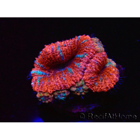 WYSIWYG Micromussa lordhowensis (ex Acanthastrea) 6E4
