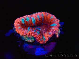 WYSIWYG Micromussa lordhowensis (ehemals Acanthastrea) 6E5