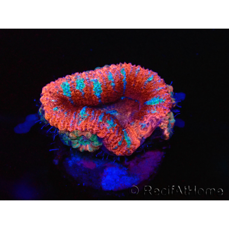 WYSIWYG Micromussa lordhowensis (formerly Acanthastrea) 6E5