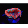 WYSIWYG Micromussa lordhowensis (formerly Acanthastrea) 6E5