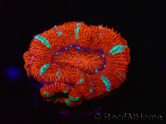WYSIWYG Micromussa lordhowensis (früher Acanthastrea) 6E6