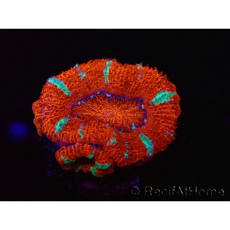 WYSIWYG Micromussa lordhowensis (ex Acanthastrea) 6E6