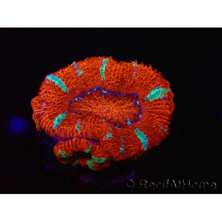 WYSIWYG Micromussa lordhowensis (ex Acanthastrea) 6E6