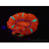 WYSIWYG Micromussa lordhowensis (ex Acanthastrea) 6E6