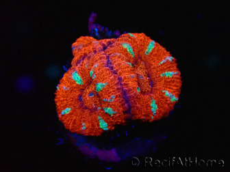 WYSIWYG Micromussa lordhowensis (ex Acanthastrea) 6E7
