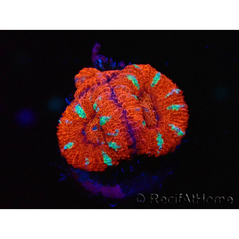 WYSIWYG Micromussa lordhowensis (ex Acanthastrea) 6E7