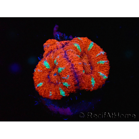 WYSIWYG Micromussa lordhowensis (ex Acanthastrea) 6E7