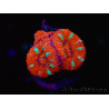WYSIWYG Micromussa lordhowensis (ex Acanthastrea) 6E7