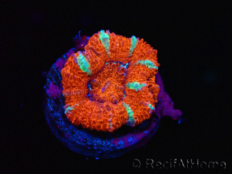 WYSIWYG Micromussa lordhowensis (ehemals Acanthastrea) 6E8