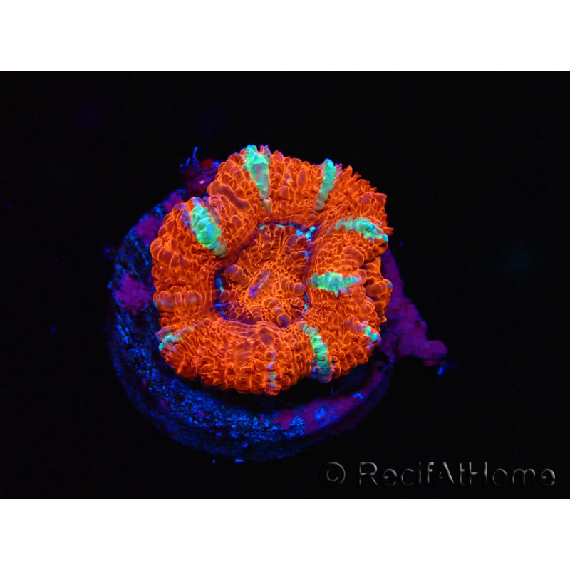WYSIWYG Micromussa lordhowensis (ehemals Acanthastrea) 6E8