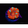 WYSIWYG Micromussa lordhowensis (ex Acanthastrea) 6E8