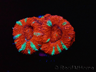 WYSIWYG Micromussa lordhowensis (ehemals Acanthastrea) 6K