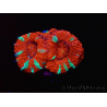 WYSIWYG Micromussa lordhowensis (ex Acanthastrea) 6E9