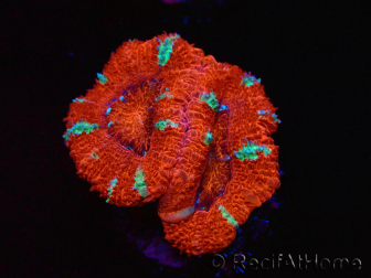 WYSIWYG Micromussa lordhowensis (ehemals Acanthastrea) 6K