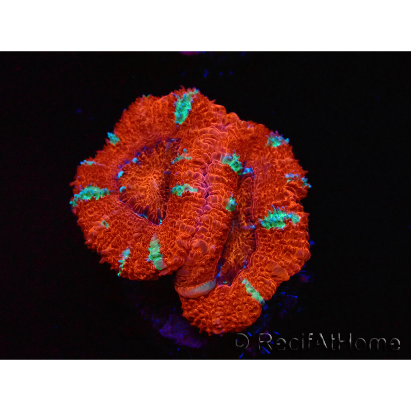 WYSIWYG Micromussa lordhowensis (ehemals Acanthastrea) 6K