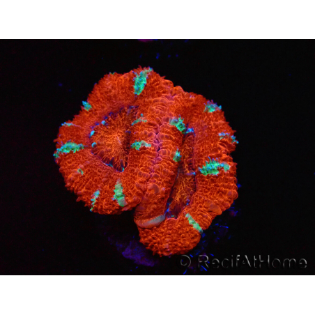 WYSIWYG Micromussa lordhowensis (ehemals Acanthastrea) 6K