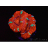 WYSIWYG Micromussa lordhowensis (ex Acanthastrea) 6K