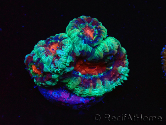 WYSIWYG Micromussa lordhowensis (ehemals Acanthastrea) 6F1