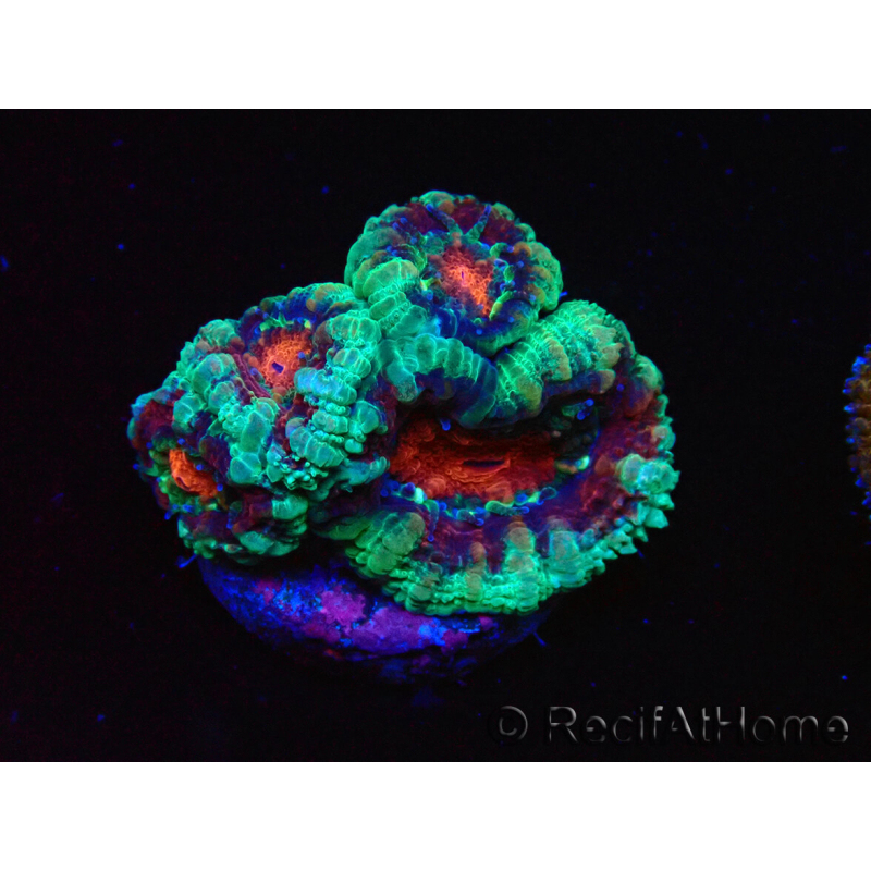 WYSIWYG Micromussa lordhowensis (ex Acanthastrea) 6F1