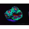 WYSIWYG Micromussa lordhowensis (ehemals Acanthastrea) 6F1
