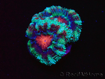 WYSIWYG Micromussa lordhowensis (formerly Acanthastrea) 6F2