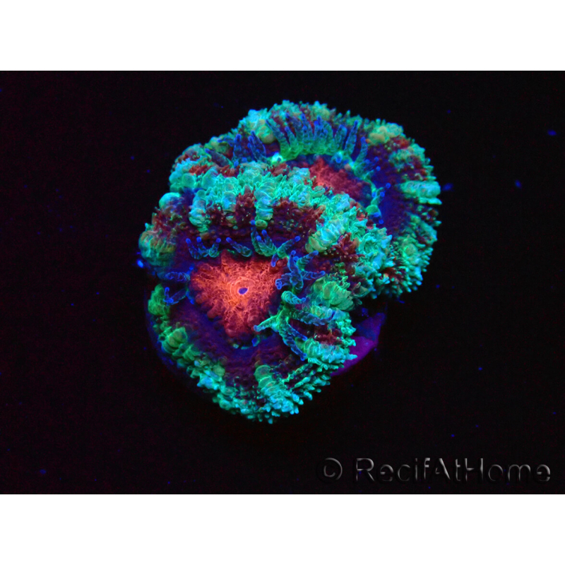 WYSIWYG Micromussa lordhowensis (ehemals Acanthastrea) 6F2
