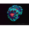 WYSIWYG Micromussa lordhowensis (ehemals Acanthastrea) 6F2