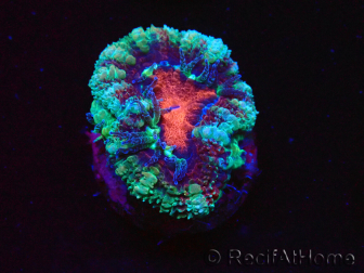 WYSIWYG Micromussa lordhowensis (formerly Acanthastrea) 6F3