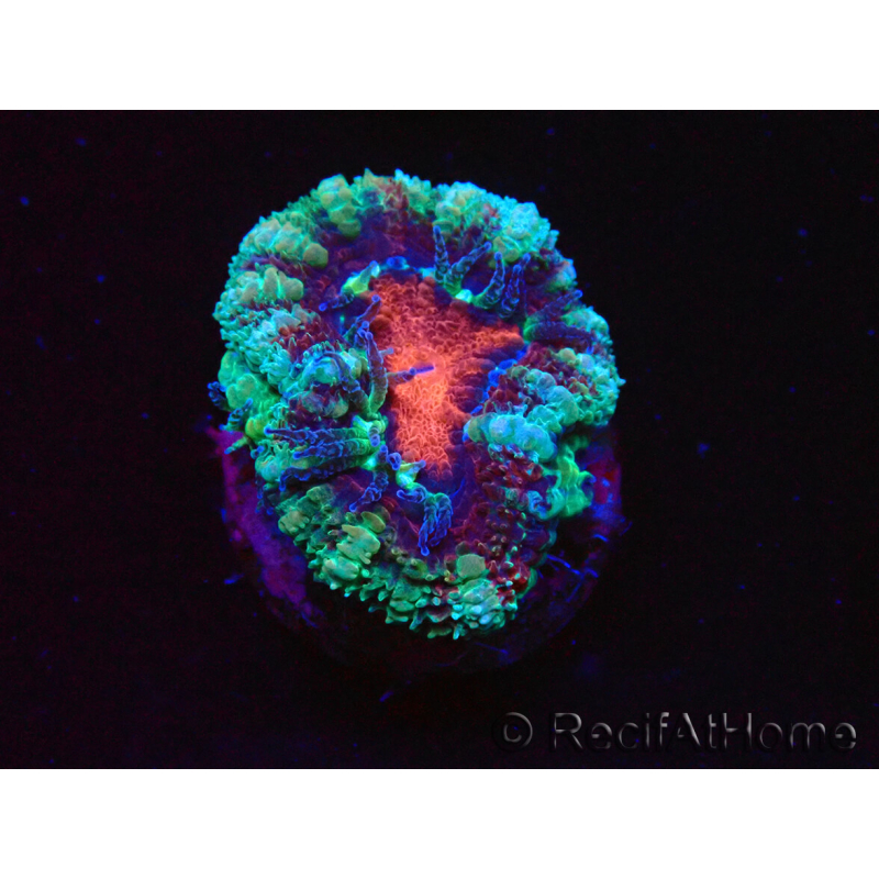WYSIWYG Micromussa lordhowensis (ex Acanthastrea) 6F3